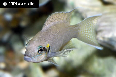 Prinsessen af Burundi (Neolamprologus pulcher)